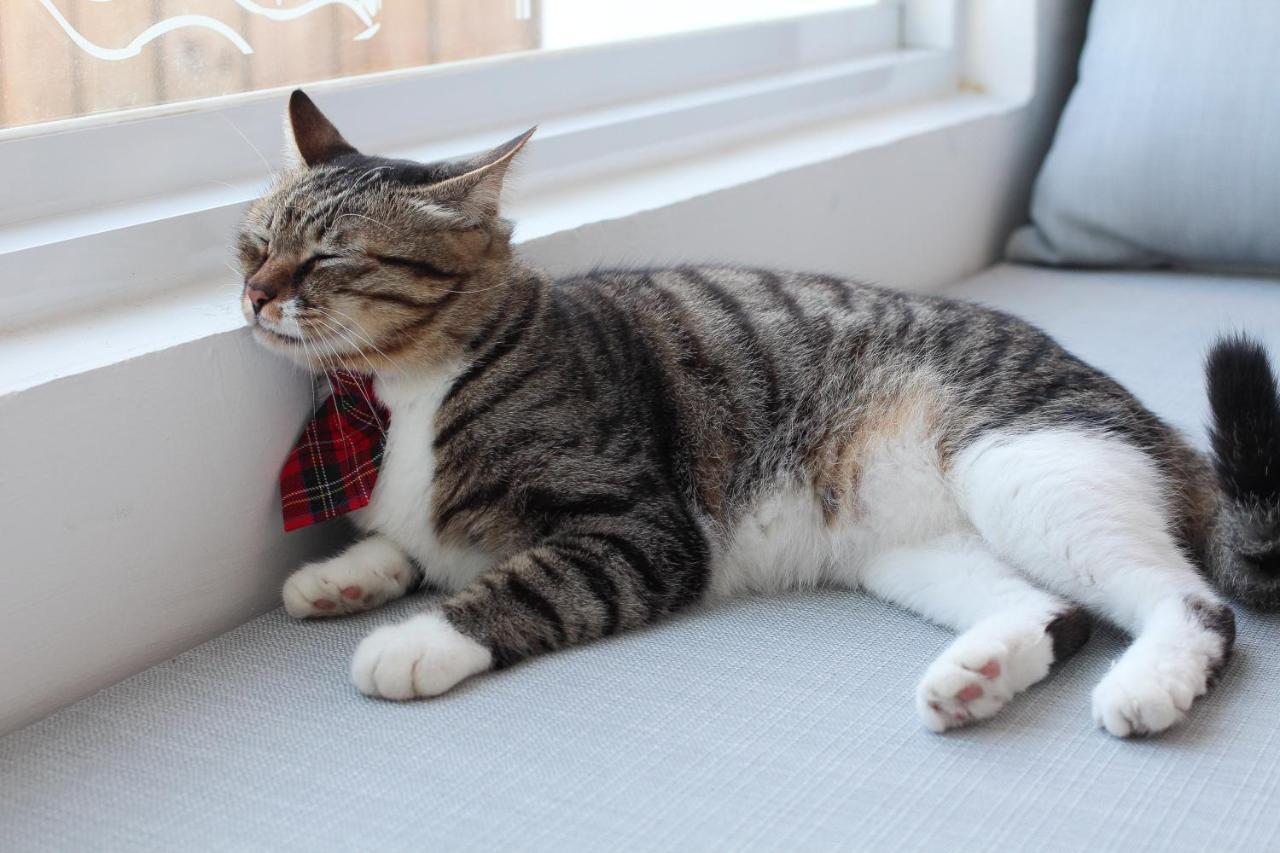 مبيت وإفطار نانوان Cat At Greece المظهر الخارجي الصورة