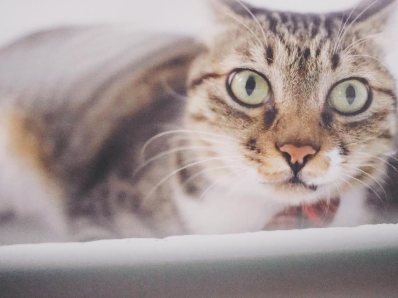 مبيت وإفطار نانوان Cat At Greece المظهر الخارجي الصورة