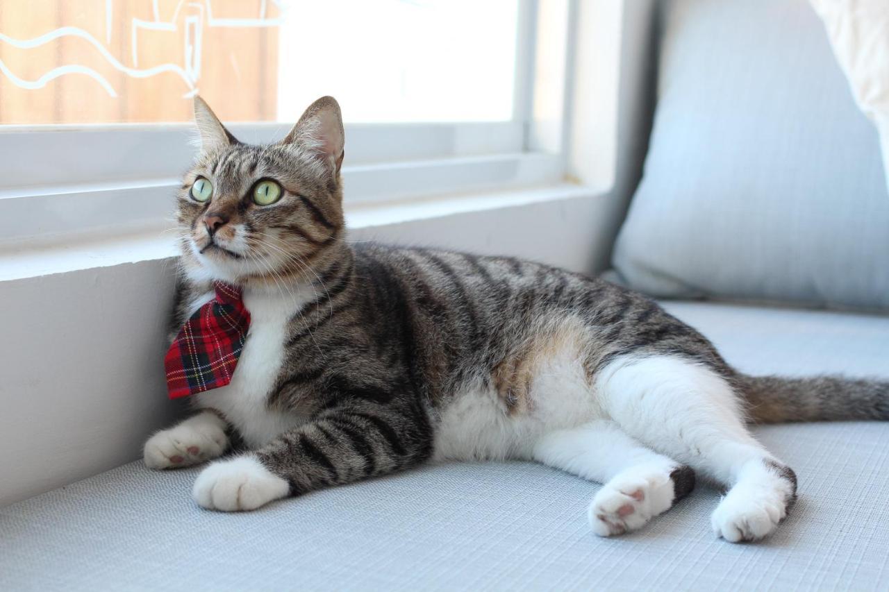 مبيت وإفطار نانوان Cat At Greece المظهر الخارجي الصورة