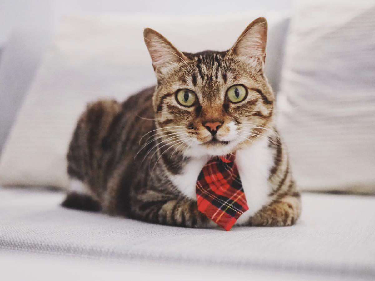 مبيت وإفطار نانوان Cat At Greece المظهر الخارجي الصورة